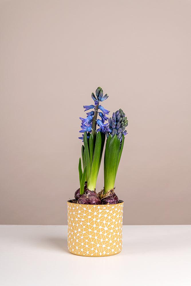 Porcelain Ceramic Planter, Handcrafted Indoor Planter, Multifunctional Ceramic Pot, Slip-Cast Decorative Planter, Home Decor Planter, Succulent Ceramic Pot, Elegant Cylindrical Planter, Colored Porcelain Planter, Artistic Indoor Plant Pot